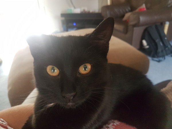 Help me name our black kitten