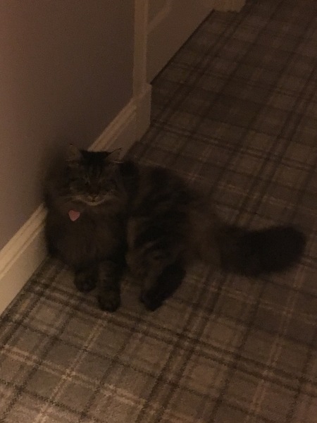 I'm thinking of getting a Maine coon. Would love to hear your experience.