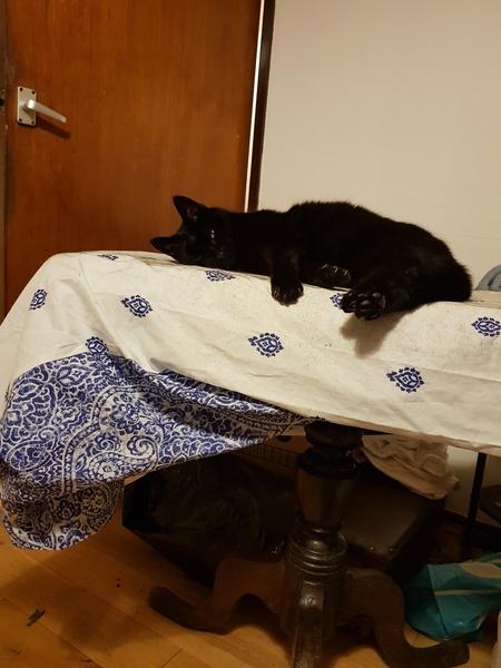 What's your DCat up to today? Episode 6, Return of the... Cats?