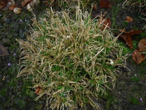 Is something wrong with my Dianthus?