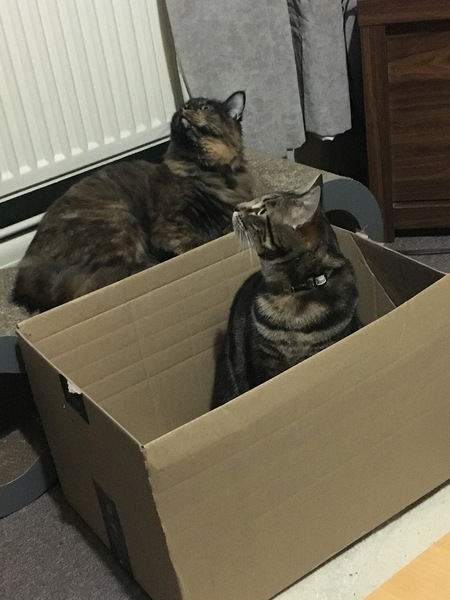 What's your DCat up to today? Episode 6, Return of the... Cats?