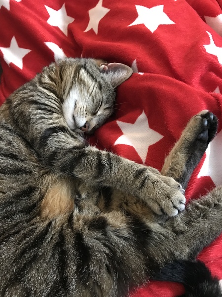 Nothing Nicer than a Contented Cat on your Lap!