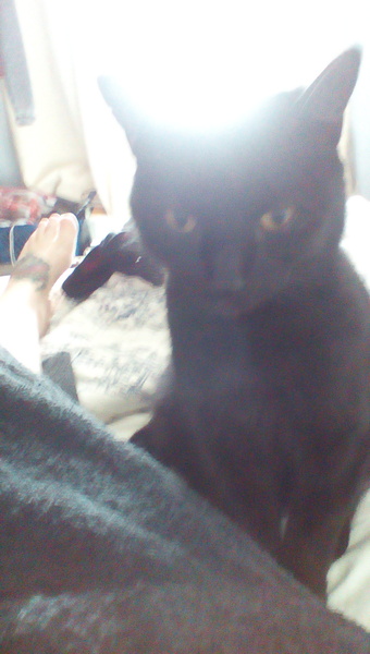 Help me name our black kitten