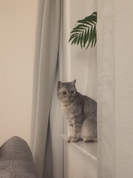 Cat stopped going outside