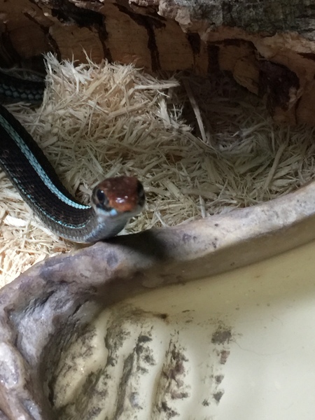 To want a little snake?