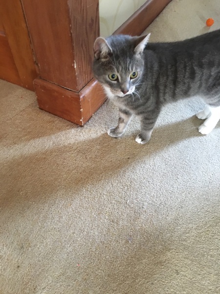 Am I mad to foster two mums with litters?