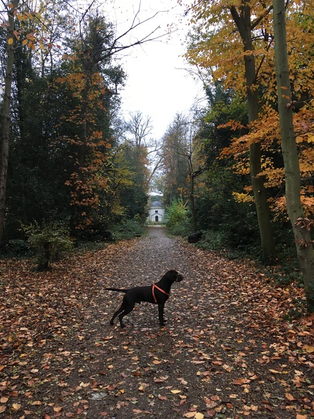 Would you recommend your dog breed to anyone?