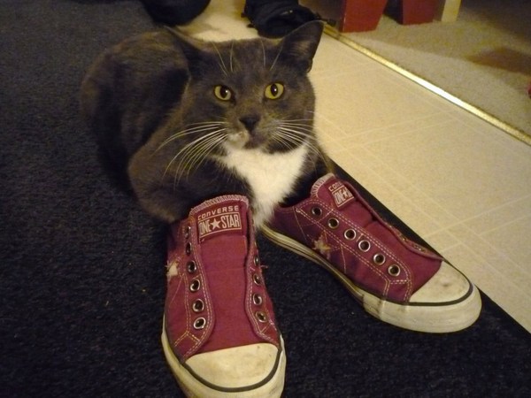 Do you think cats converse?