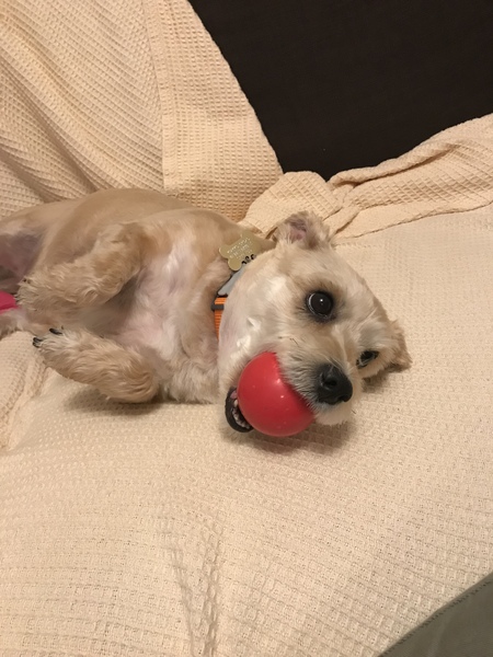 Inheriting a dog