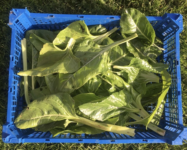 Allotment/Veg patch thread 11 'We bid  farewell to rainbow leaves but will keep plotting along'
