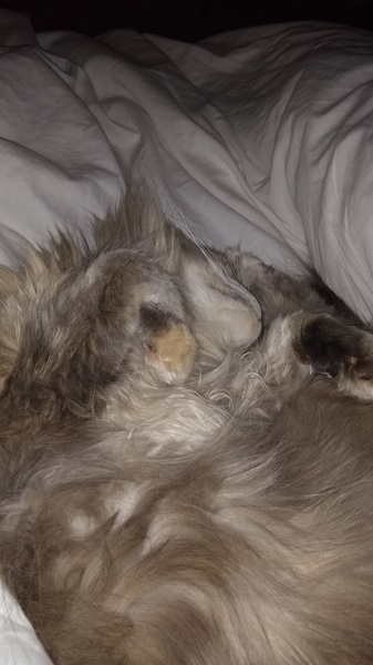 I just want to vent (cat rescue related)