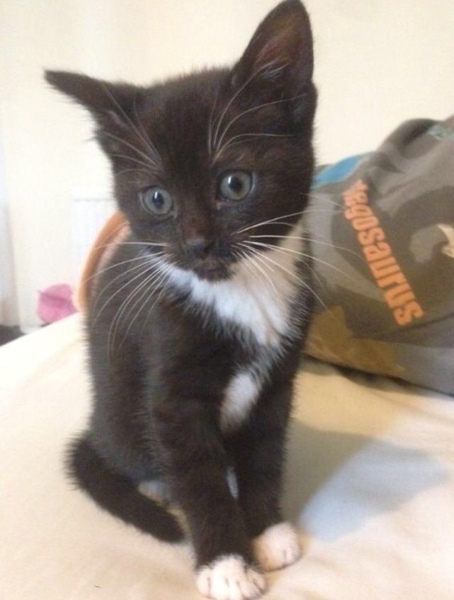 How has your cat changed?