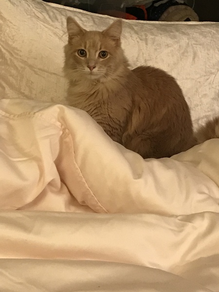 I'm thinking of getting a Maine coon. Would love to hear your experience.