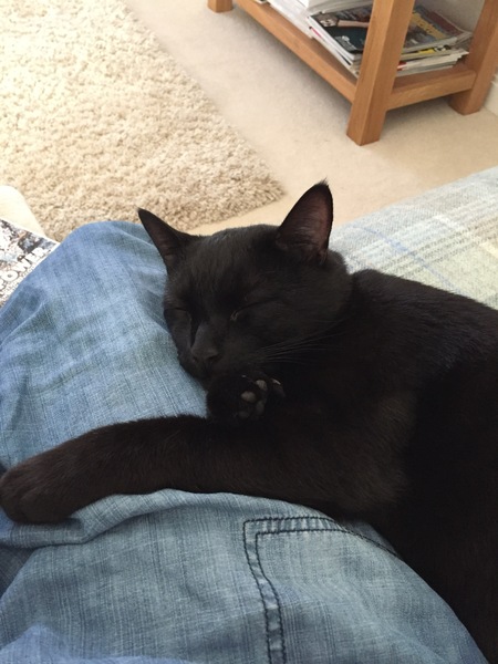 What's your DCat up to today? Episode 6, Return of the... Cats?