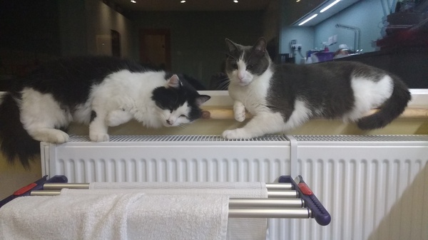 What's your DCat up to today? Episode 6, Return of the... Cats?