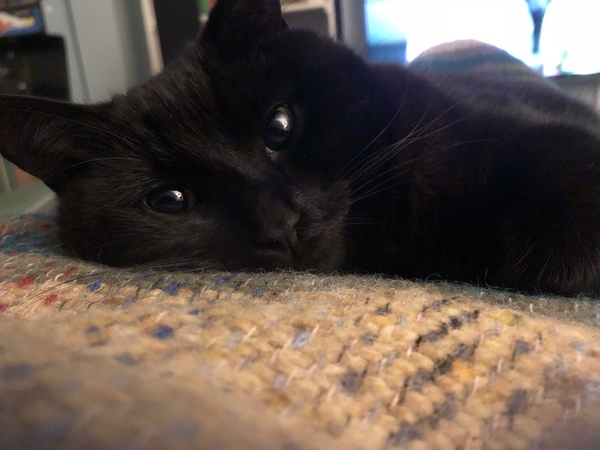 Does having a cat make you lazy?