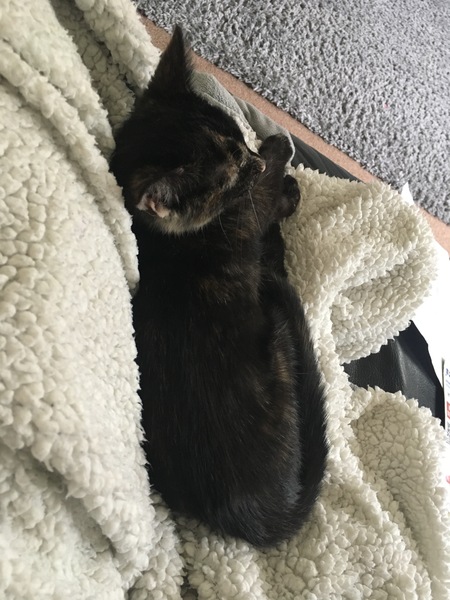 Does having a cat make you lazy?