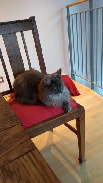I'm thinking of getting a Maine coon. Would love to hear your experience.
