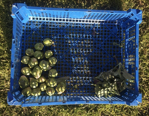 Allotment/Veg patch thread 11 'We bid  farewell to rainbow leaves but will keep plotting along'