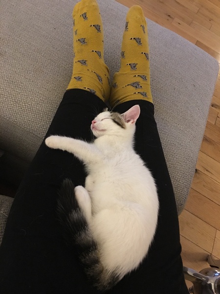 What's your DCat up to today? Episode 6, Return of the... Cats?