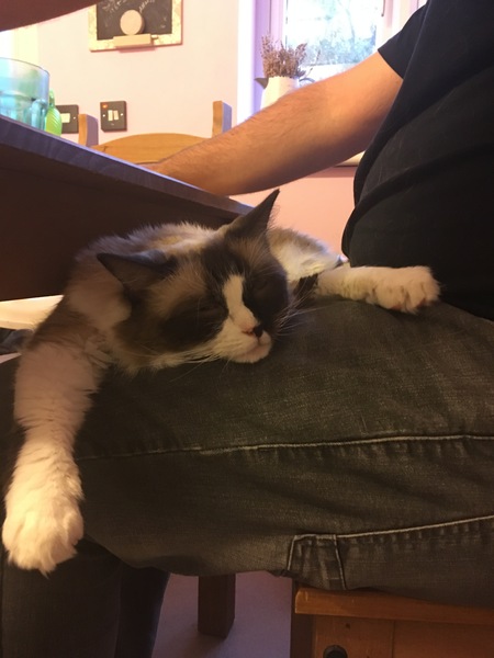 To not want the cat on my lap?