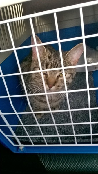 me vs cat. vet visit today