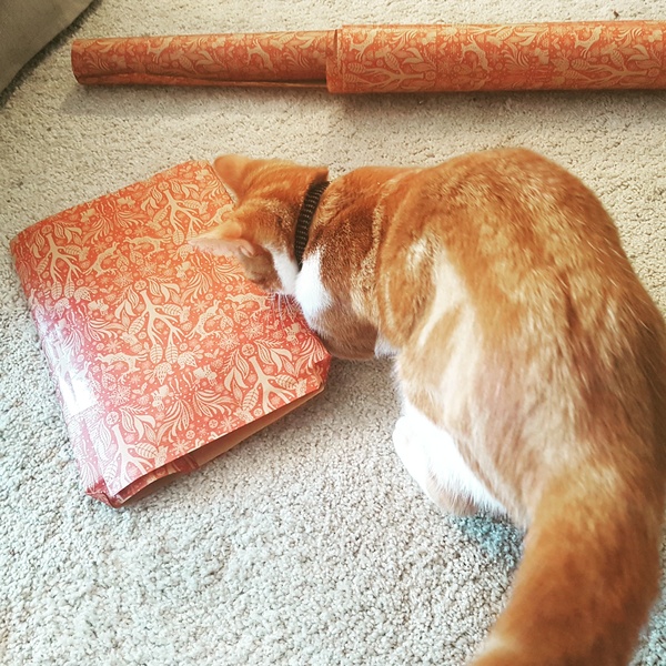 What's your DCat up to today? Episode 6, Return of the... Cats?
