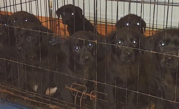 The Brave Babes Battle Bus - Braving The Wine Witch & Her Alcohol Free Autumn