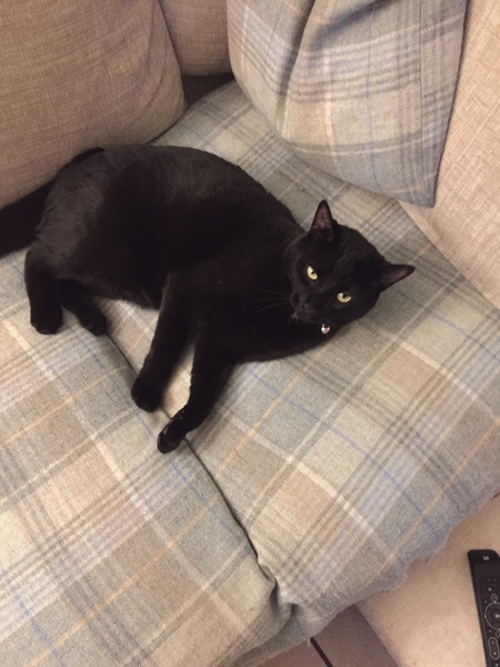 What's your cat's personality like?