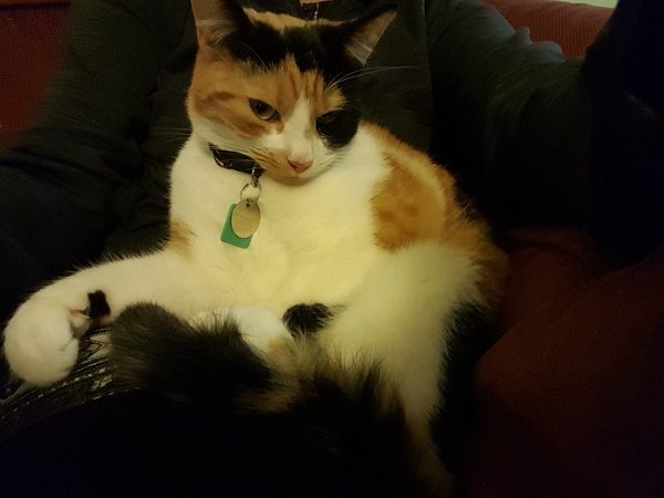 Nothing Nicer than a Contented Cat on your Lap!