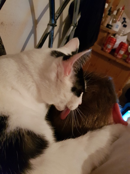 To not want the cat on my lap?