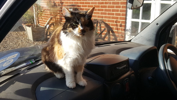 What's your DCat up to today? Episode 6, Return of the... Cats?