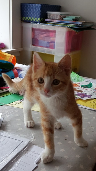 New kitten, but our 3yo cat hates it...advice?