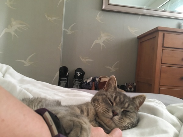 Cat stopped going outside