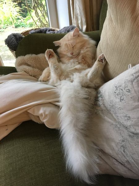 I'm thinking of getting a Maine coon. Would love to hear your experience.