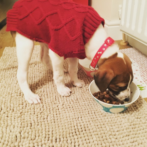 New Puppy is Home!