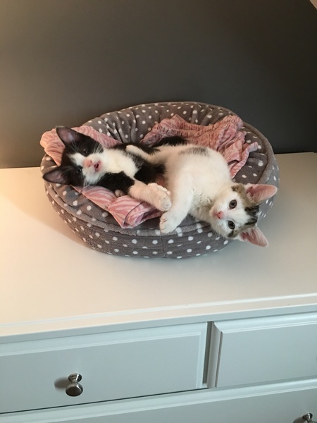 What's your DCat up to today? Episode 6, Return of the... Cats?
