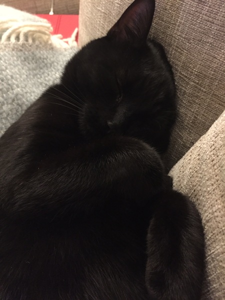 Nothing Nicer than a Contented Cat on your Lap!