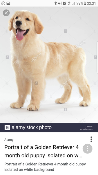 To be upset at a woman kicking my friendly 4 month old golden retriever?