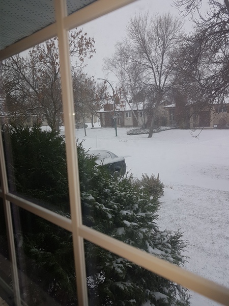 Week 4 - just got to KOKO