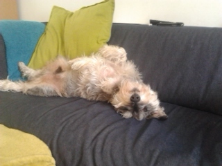 Dog rolling over to show its tummy