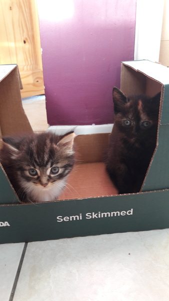 help me name my kittens