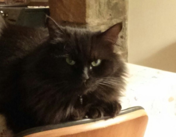 What's your DCat up to today? Episode 6, Return of the... Cats?