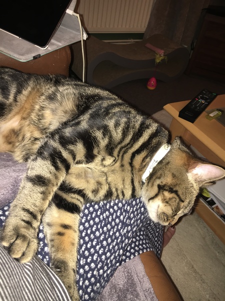 Nothing Nicer than a Contented Cat on your Lap!
