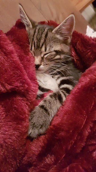 My new little fella