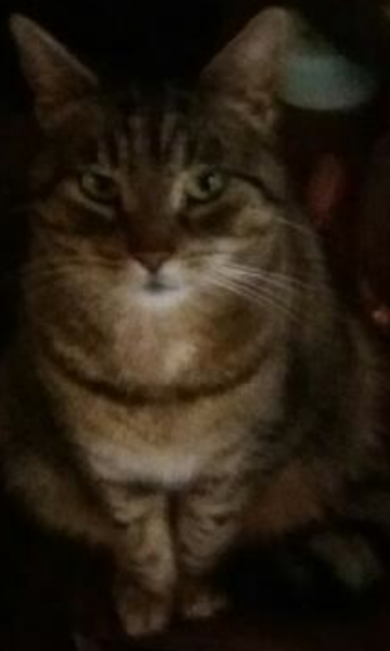 Please can we have a thread for cats no longer with us?