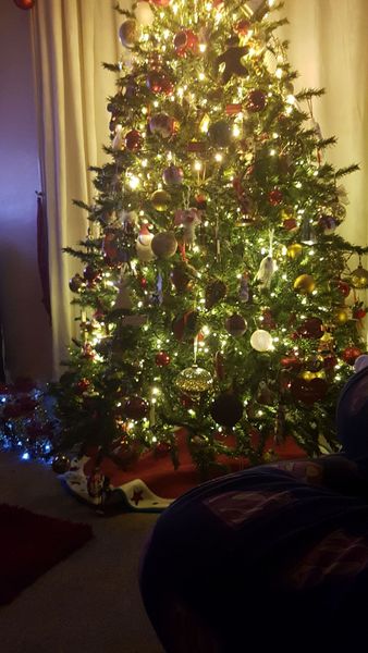 Christmas trees up in November???