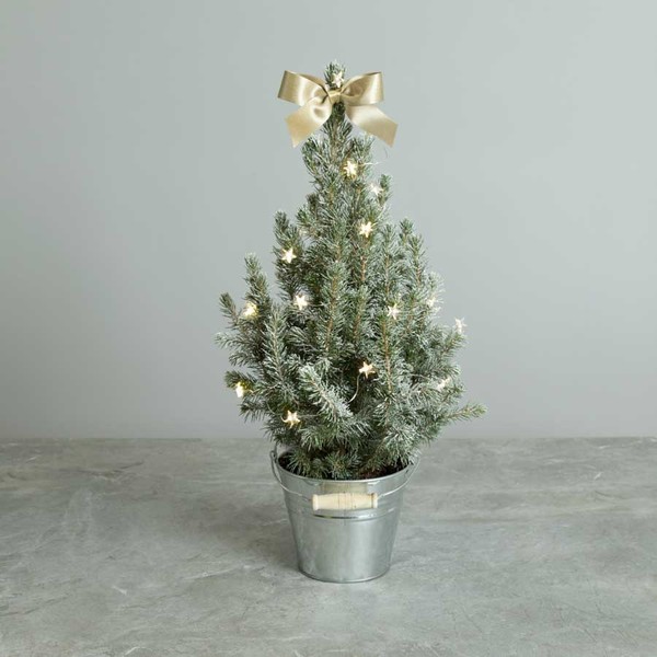 Small xmas trees