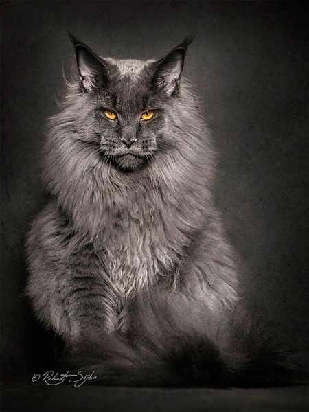 I'm thinking of getting a Maine coon. Would love to hear your experience.
