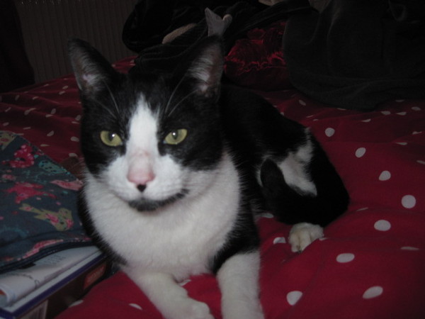 Please can we have a thread for cats no longer with us?